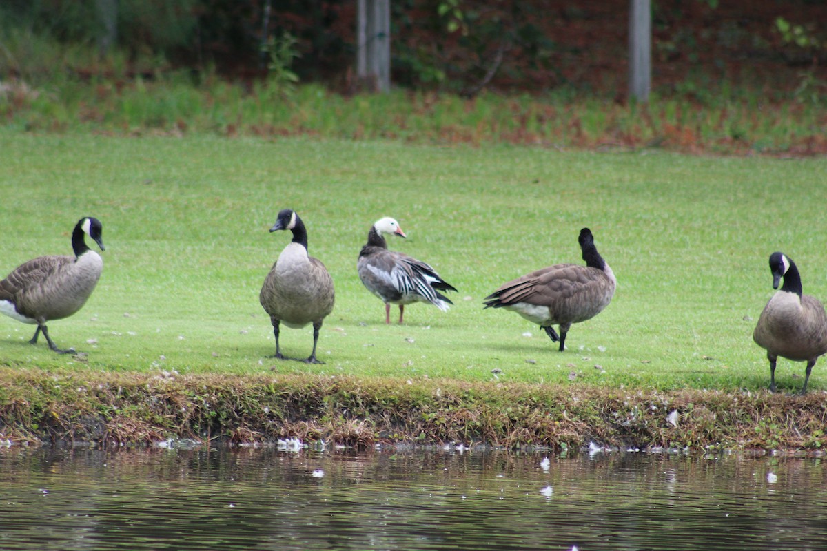 Snow Goose - Matthew Anderson