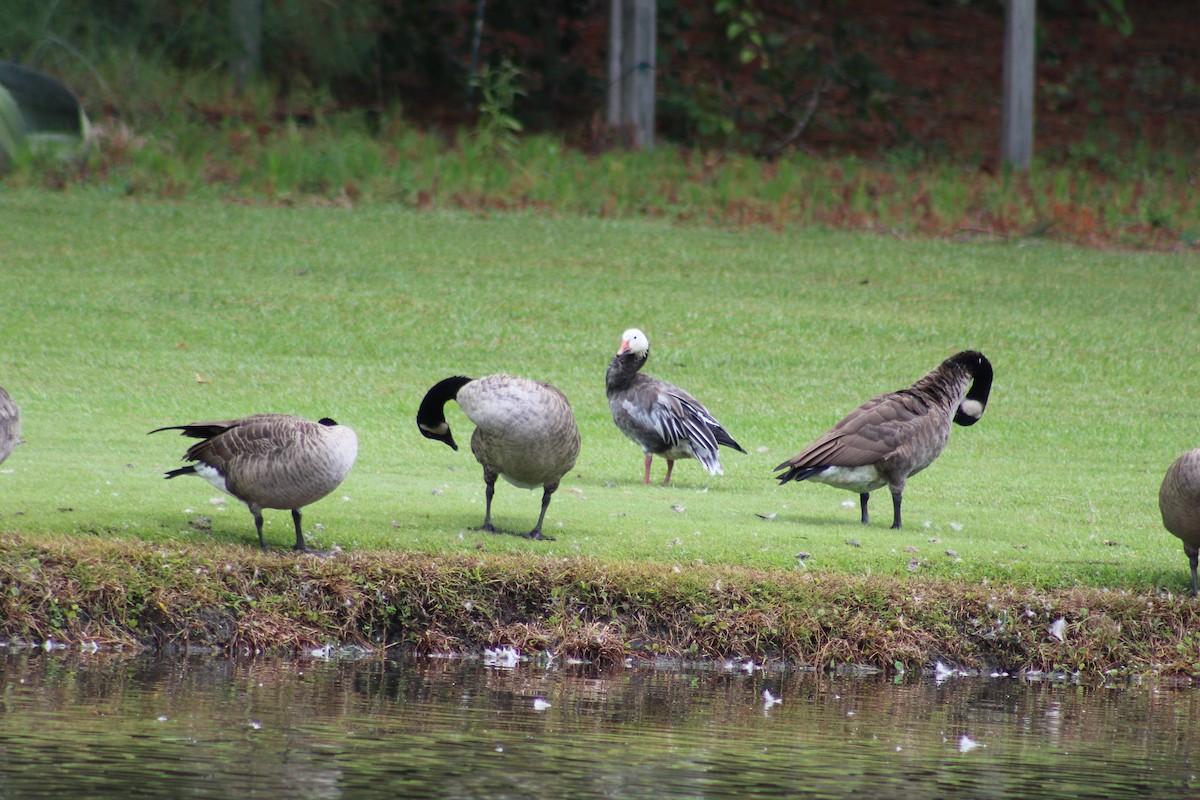 Snow Goose - ML608392437