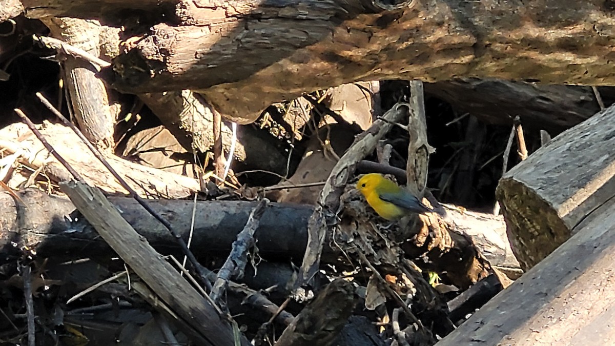 Prothonotary Warbler - ML608392488