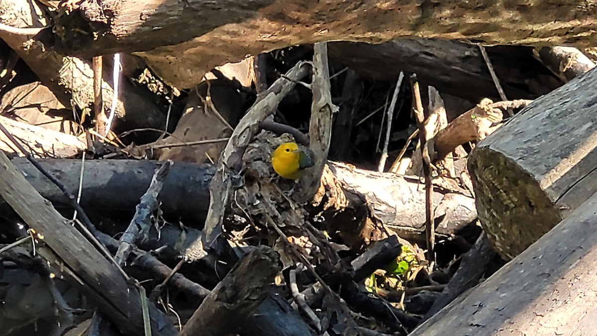 Prothonotary Warbler - ML608392489