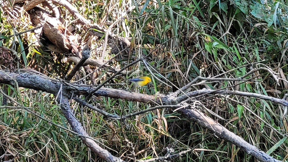 Prothonotary Warbler - ML608392491