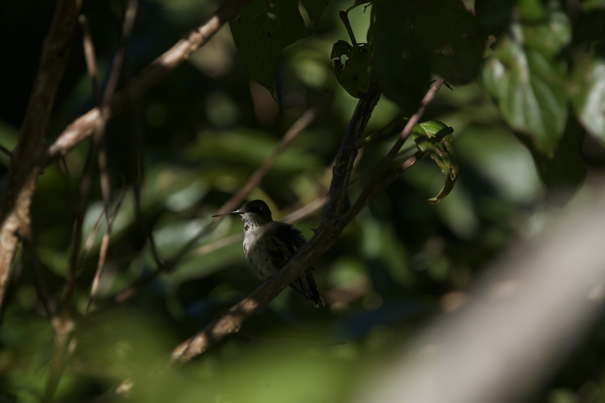 Colibrí Gorjirrubí - ML608392739