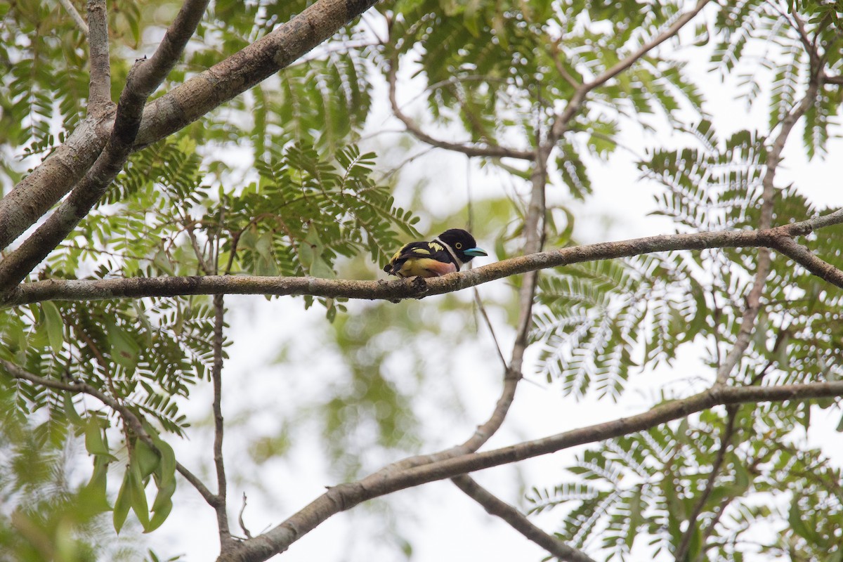 Black-and-yellow Broadbill - ML608392780