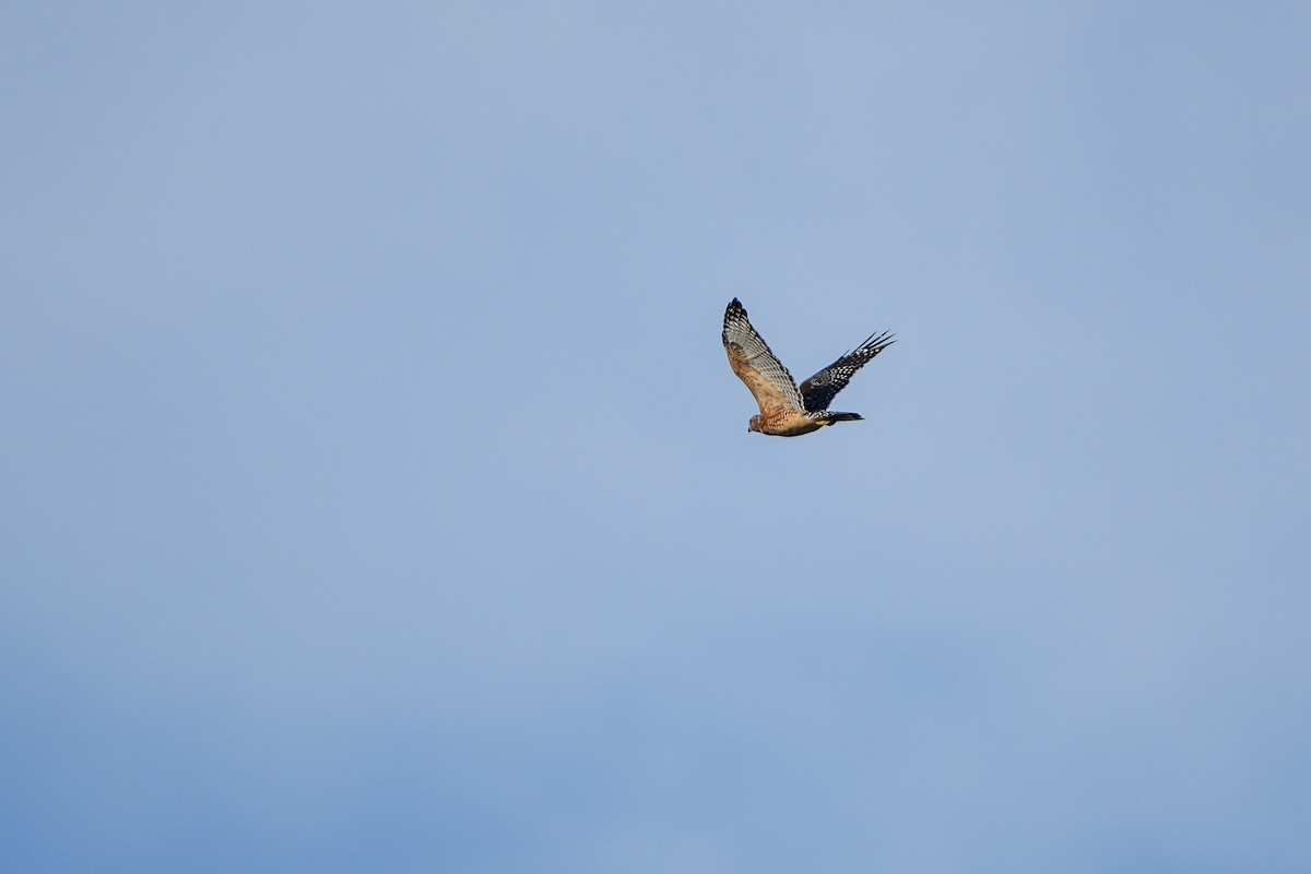 Red-shouldered Hawk - ML608392798