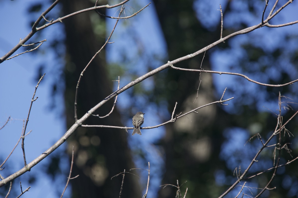 Eastern Phoebe - ML608392843