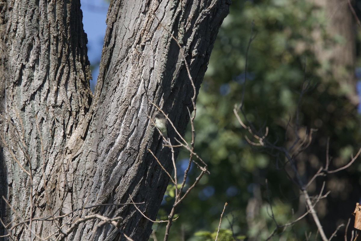 Eastern Phoebe - ML608392844