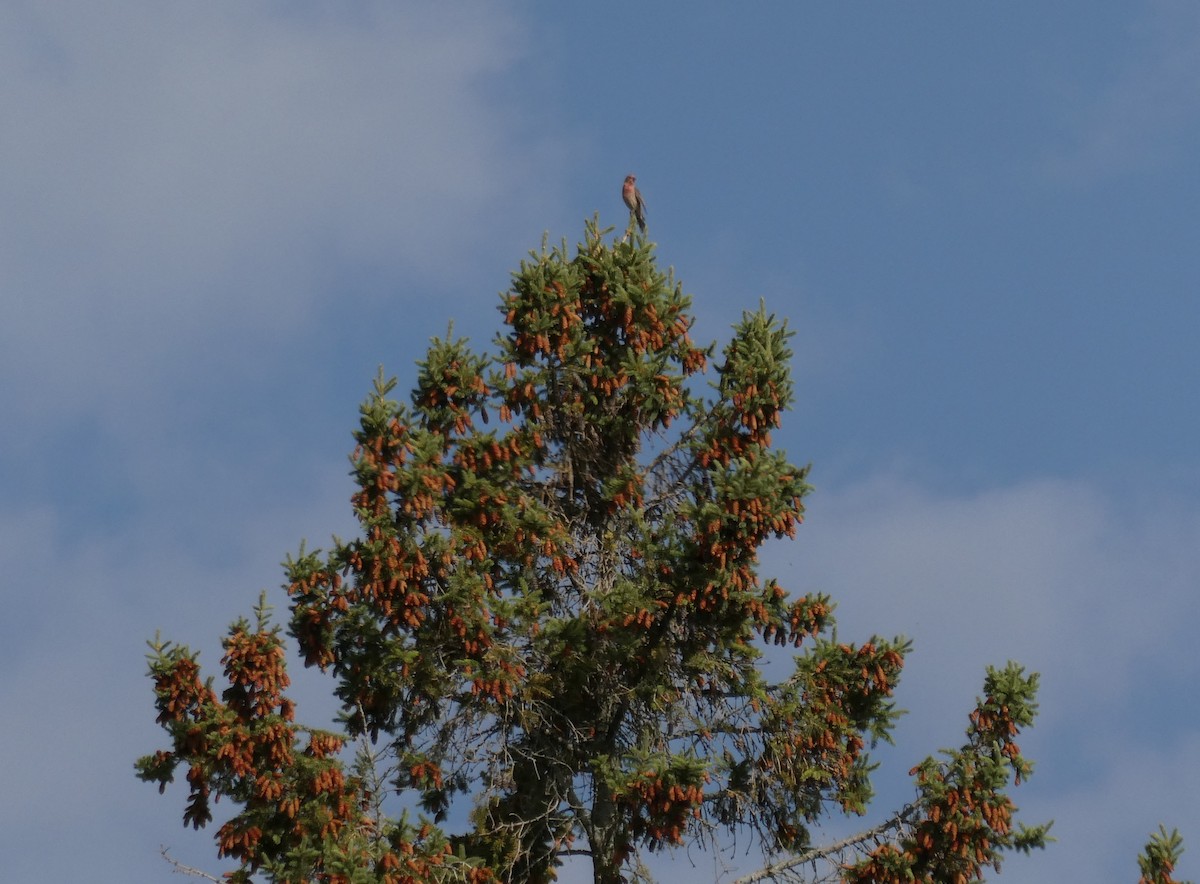 House Finch - ML608392878