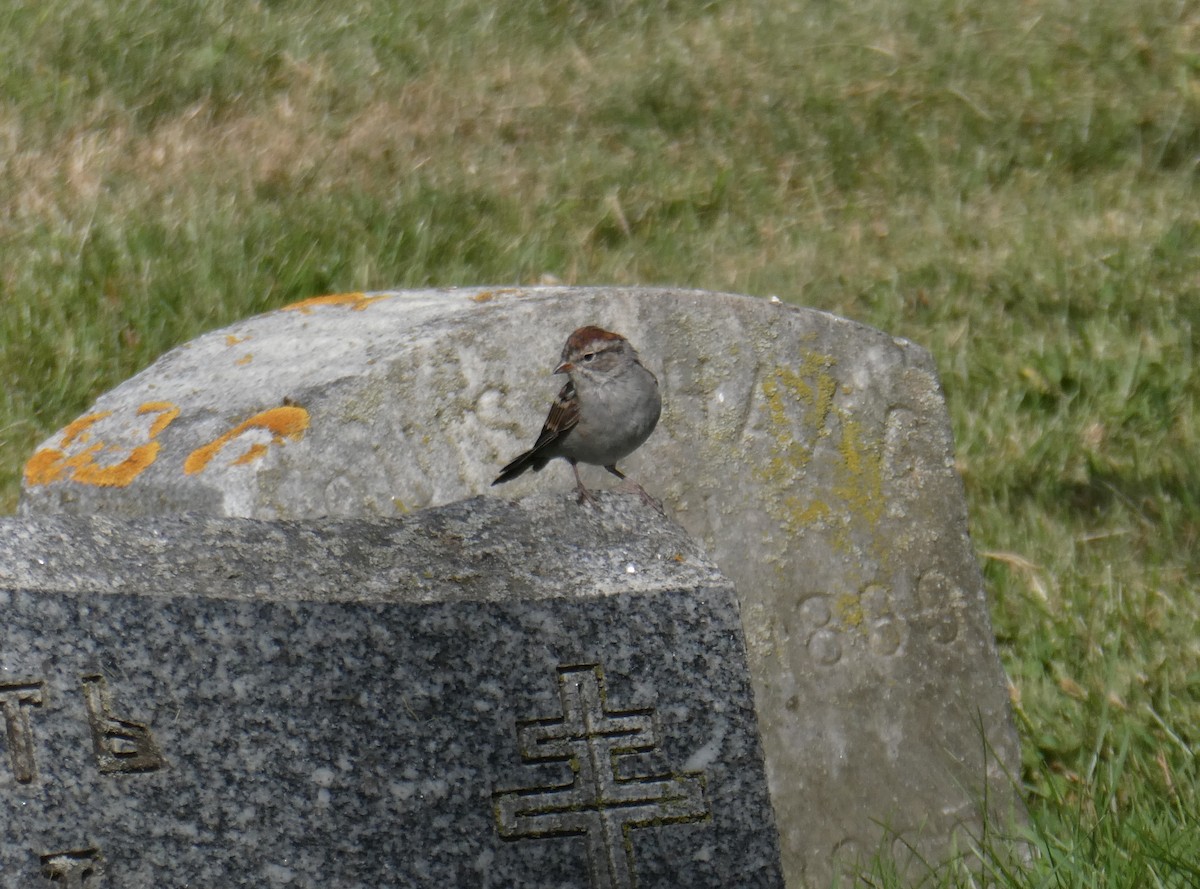 Chipping Sparrow - ML608392885