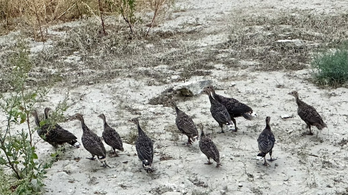 Wild Turkey - Jeanette Tasey