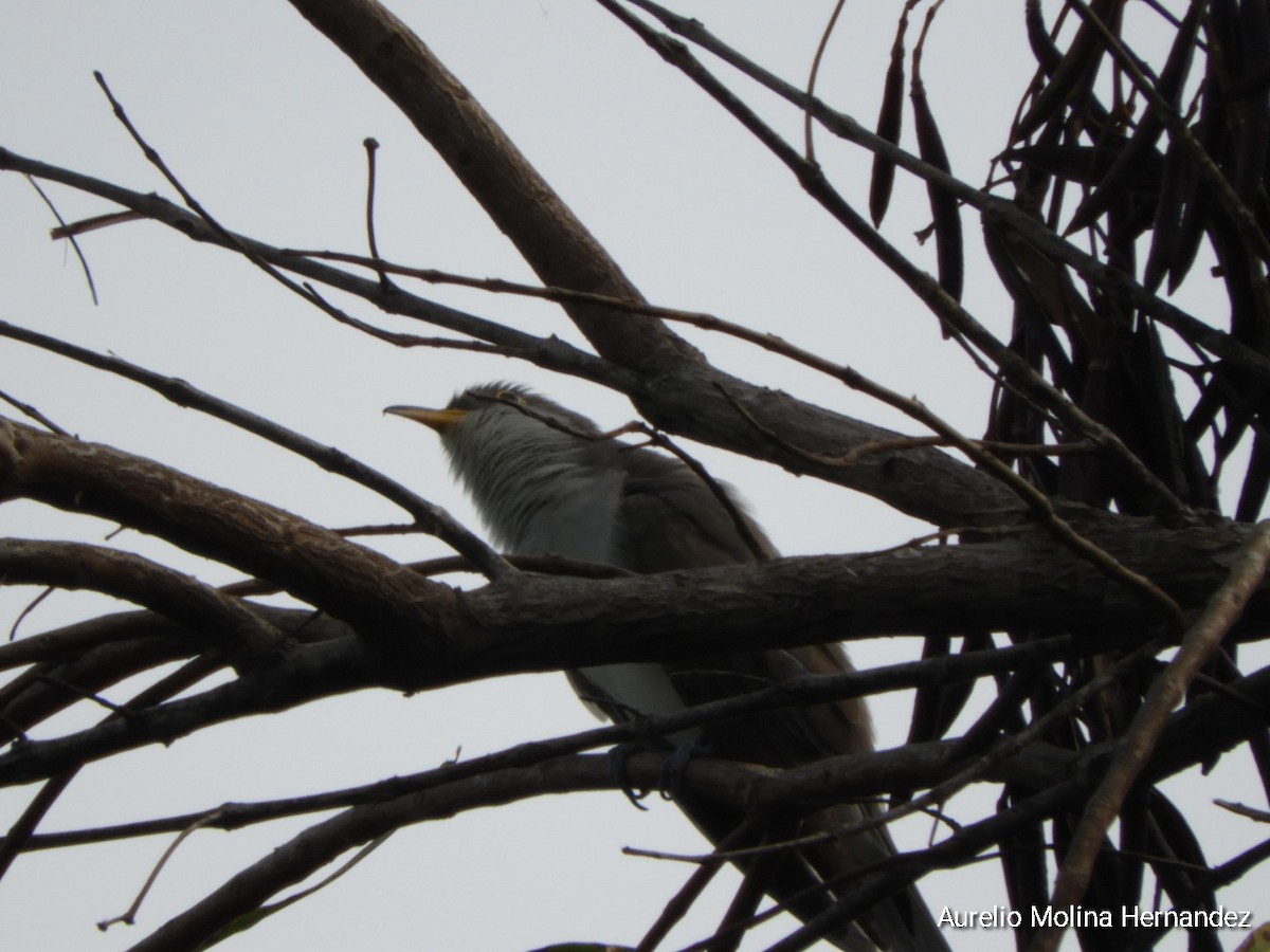 Yellow-billed Cuckoo - ML608393108