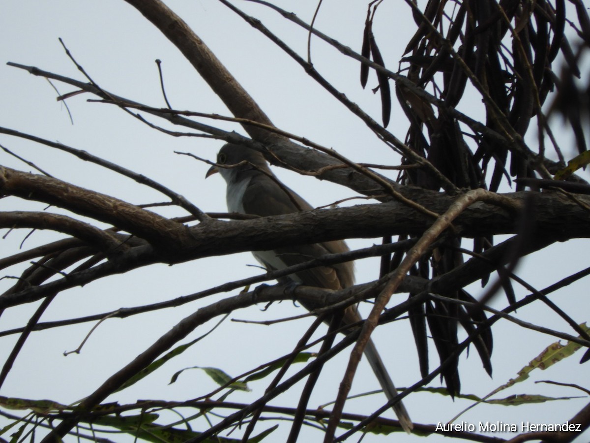 Yellow-billed Cuckoo - ML608393110