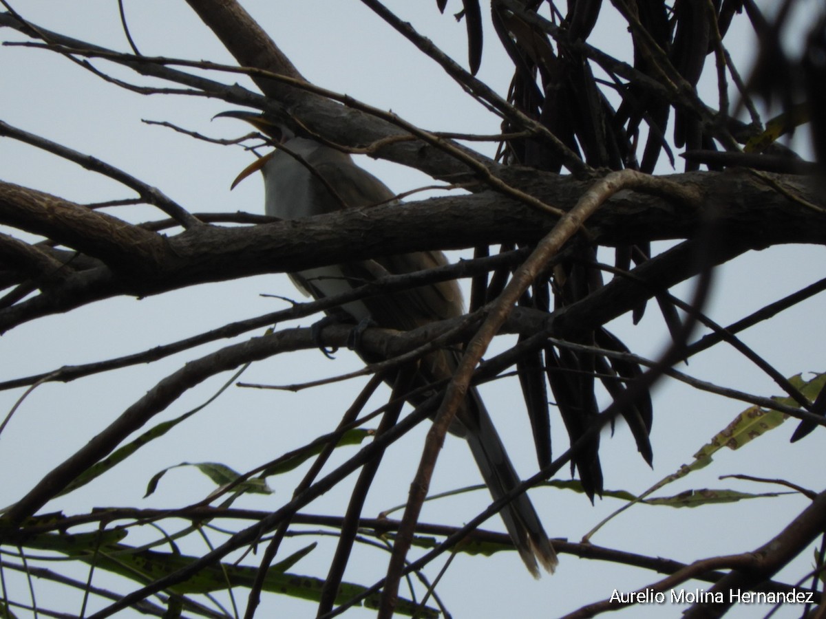 Yellow-billed Cuckoo - ML608393113