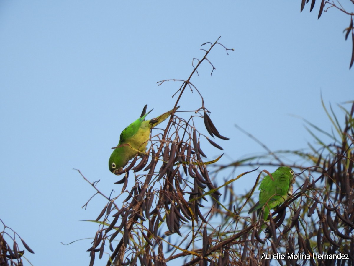 Olive-throated Parakeet - ML608393174