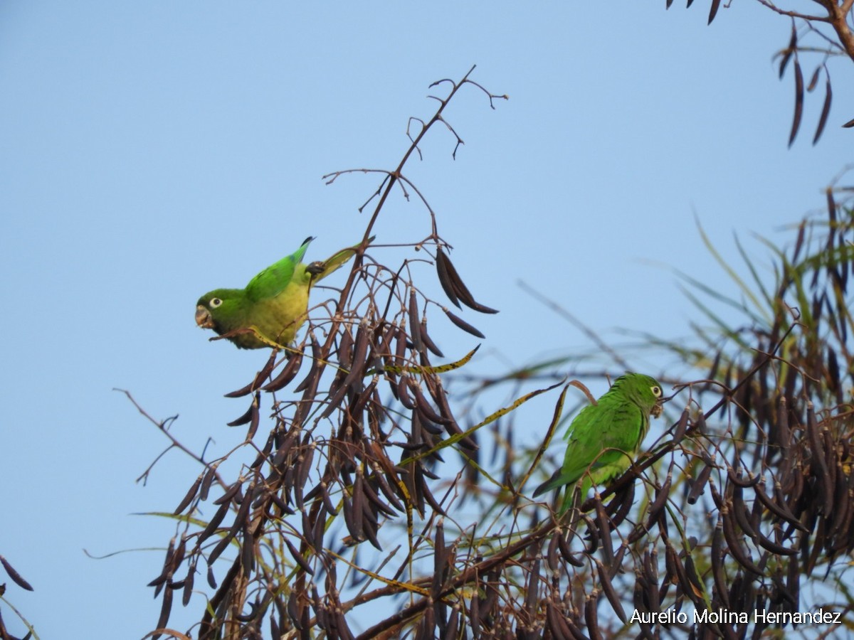 Olive-throated Parakeet - Aurelio Molina Hernández