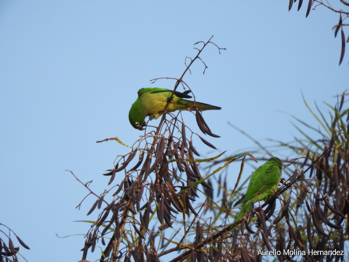 Olive-throated Parakeet - ML608393177