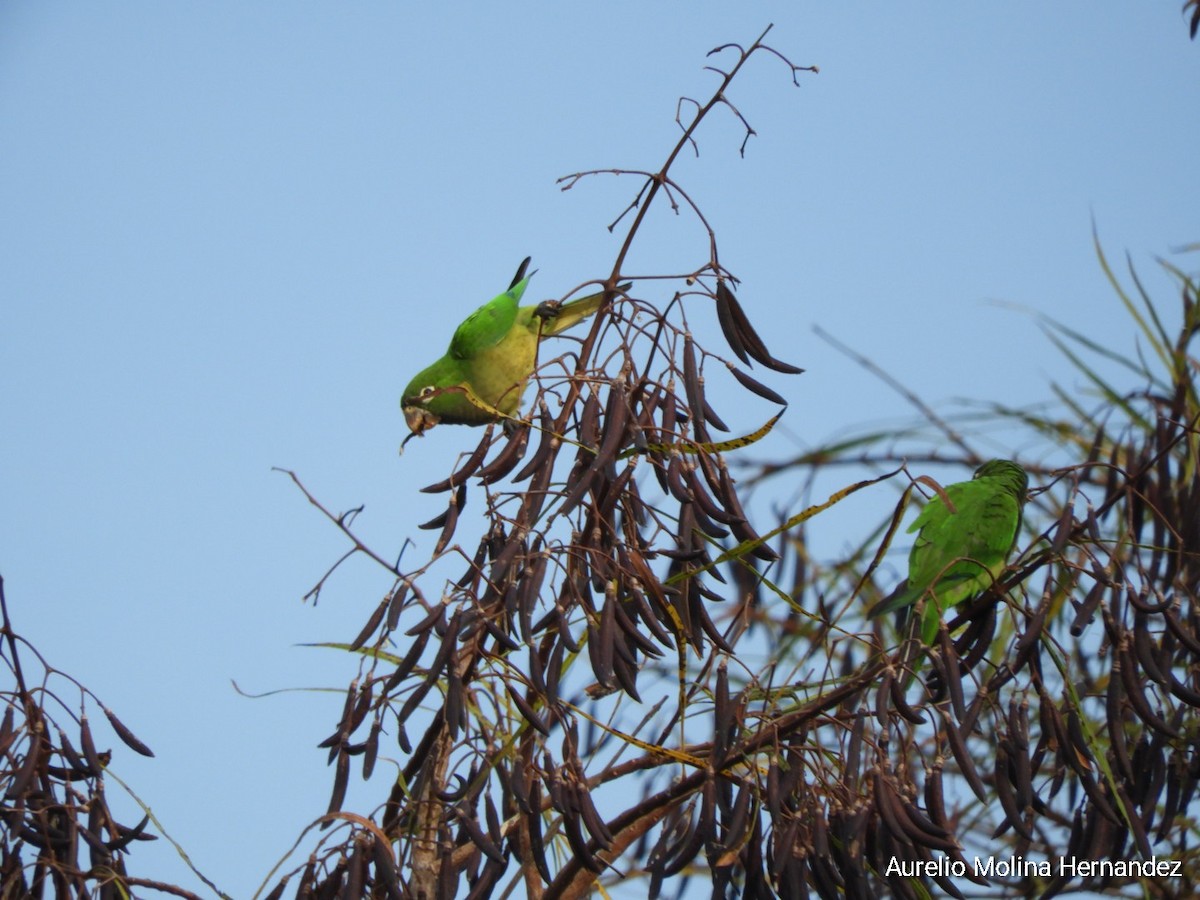 Olive-throated Parakeet - ML608393178