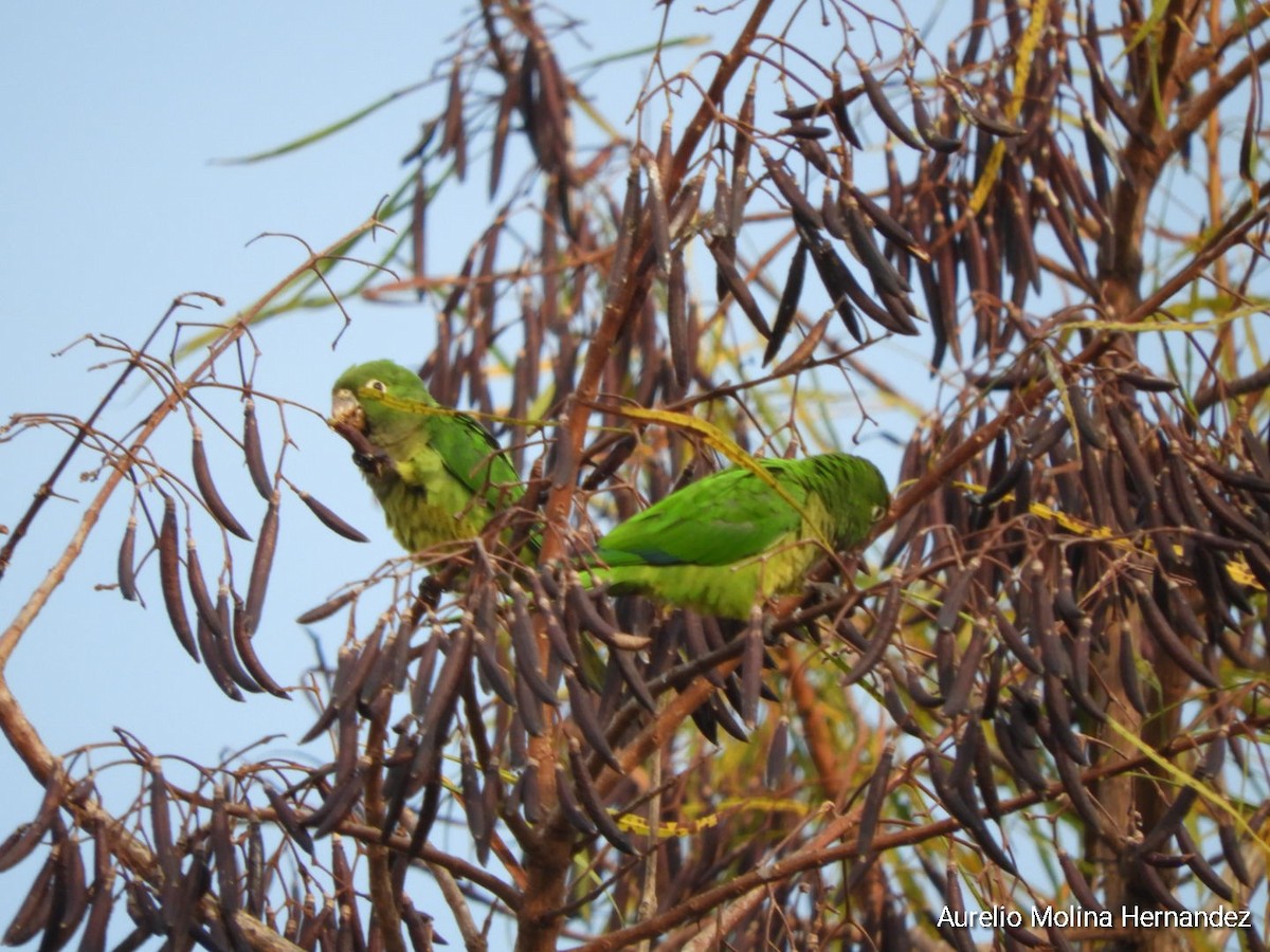 Olive-throated Parakeet - ML608393179