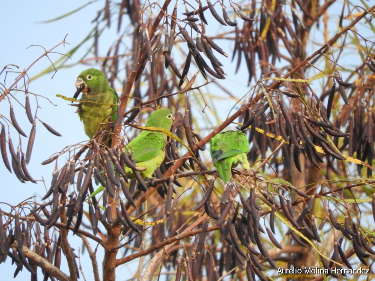 Olive-throated Parakeet - ML608393180