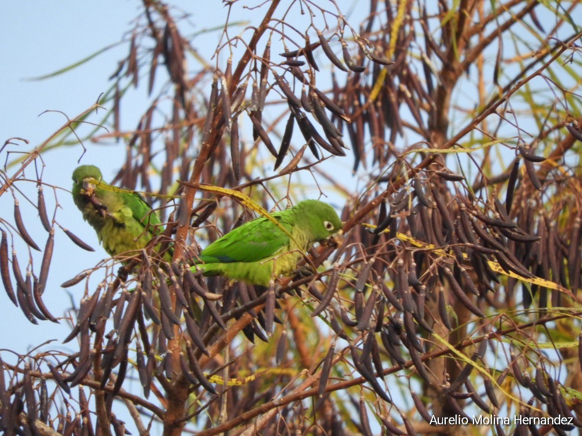 Olive-throated Parakeet - ML608393182