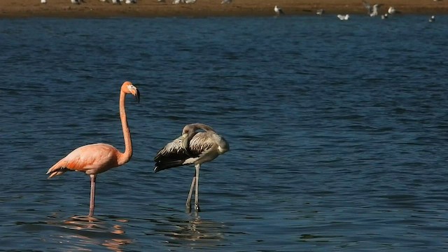 Flamant des Caraïbes - ML608393263