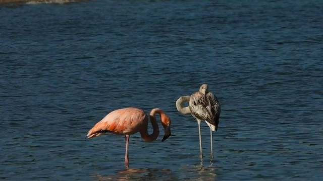 American Flamingo - ML608393264