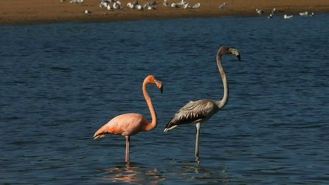 פלמינגו אמריקני - ML608393265