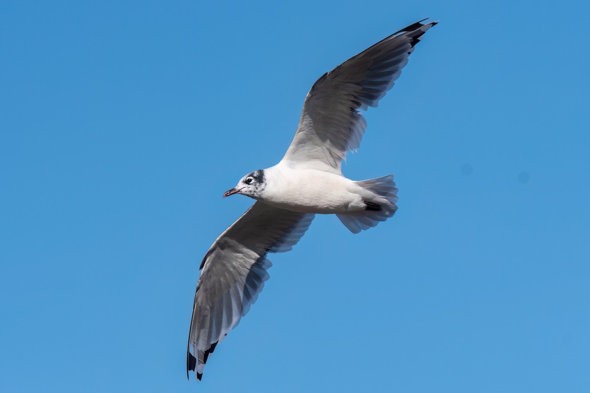 Franklin's Gull - Steve Rappaport