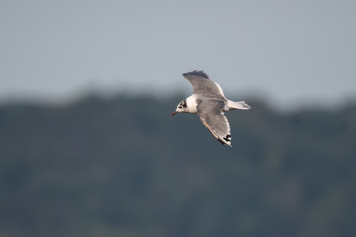 Franklin's Gull - Steve Rappaport