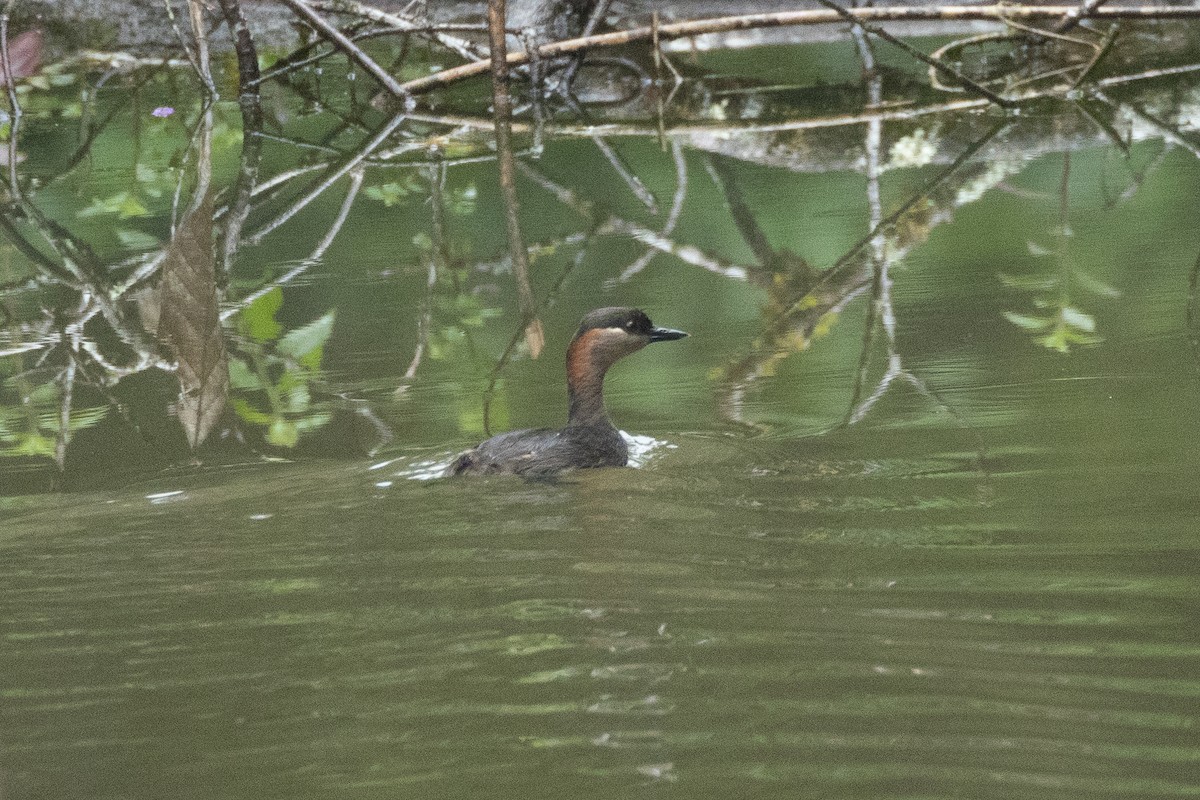 Madagascar Grebe - ML608393643