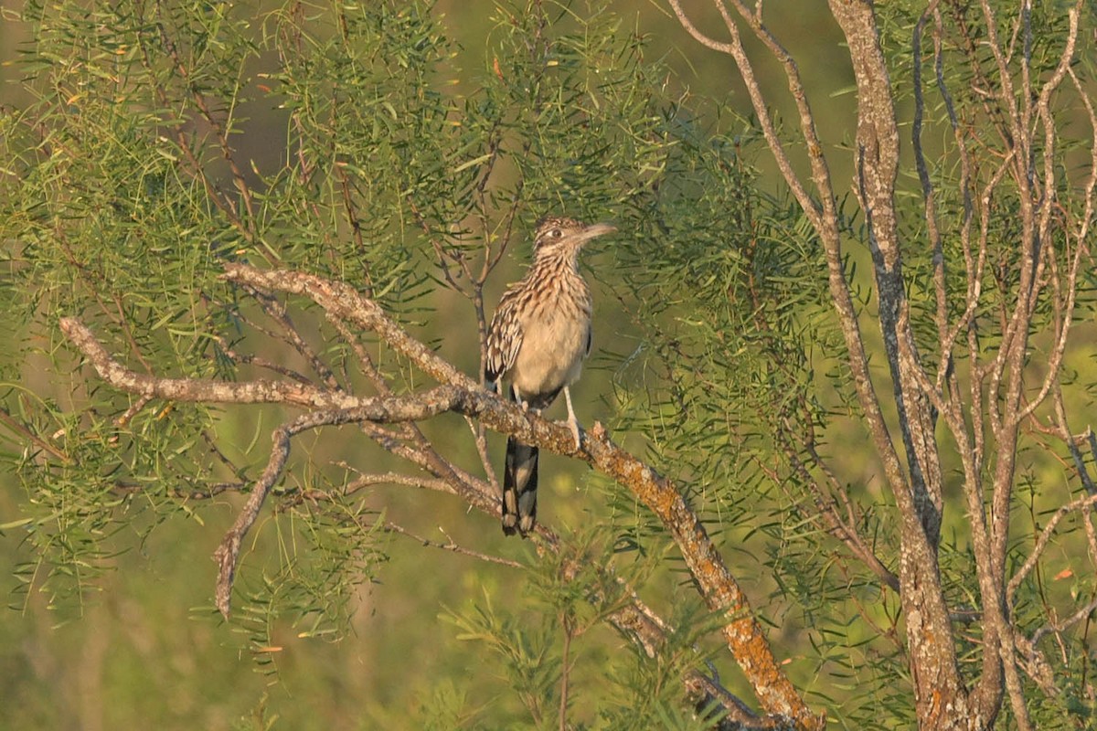 Greater Roadrunner - ML608393663