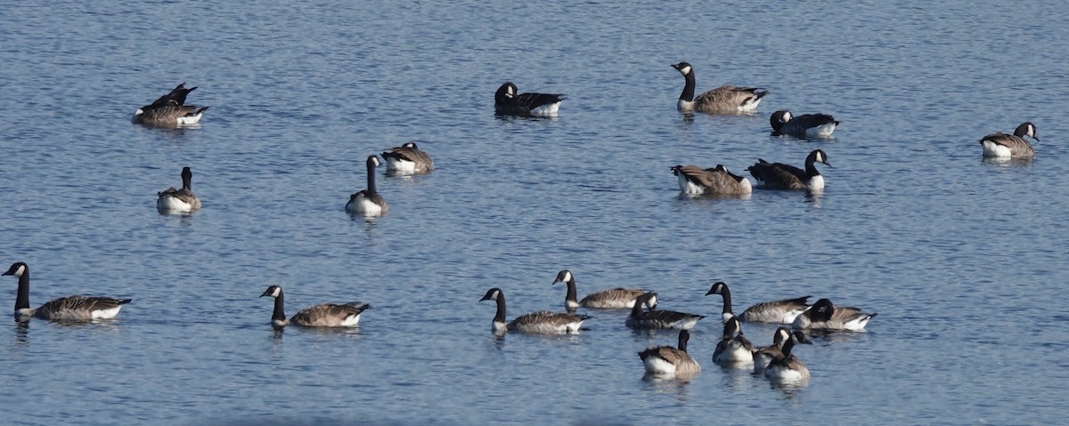 Canada Goose - Alan Coates