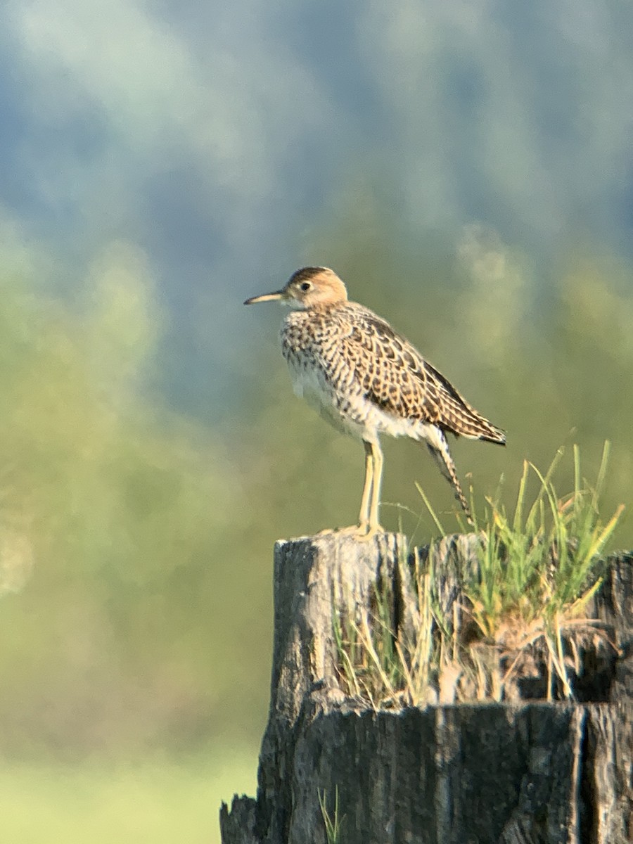 Upland Sandpiper - ML608393829