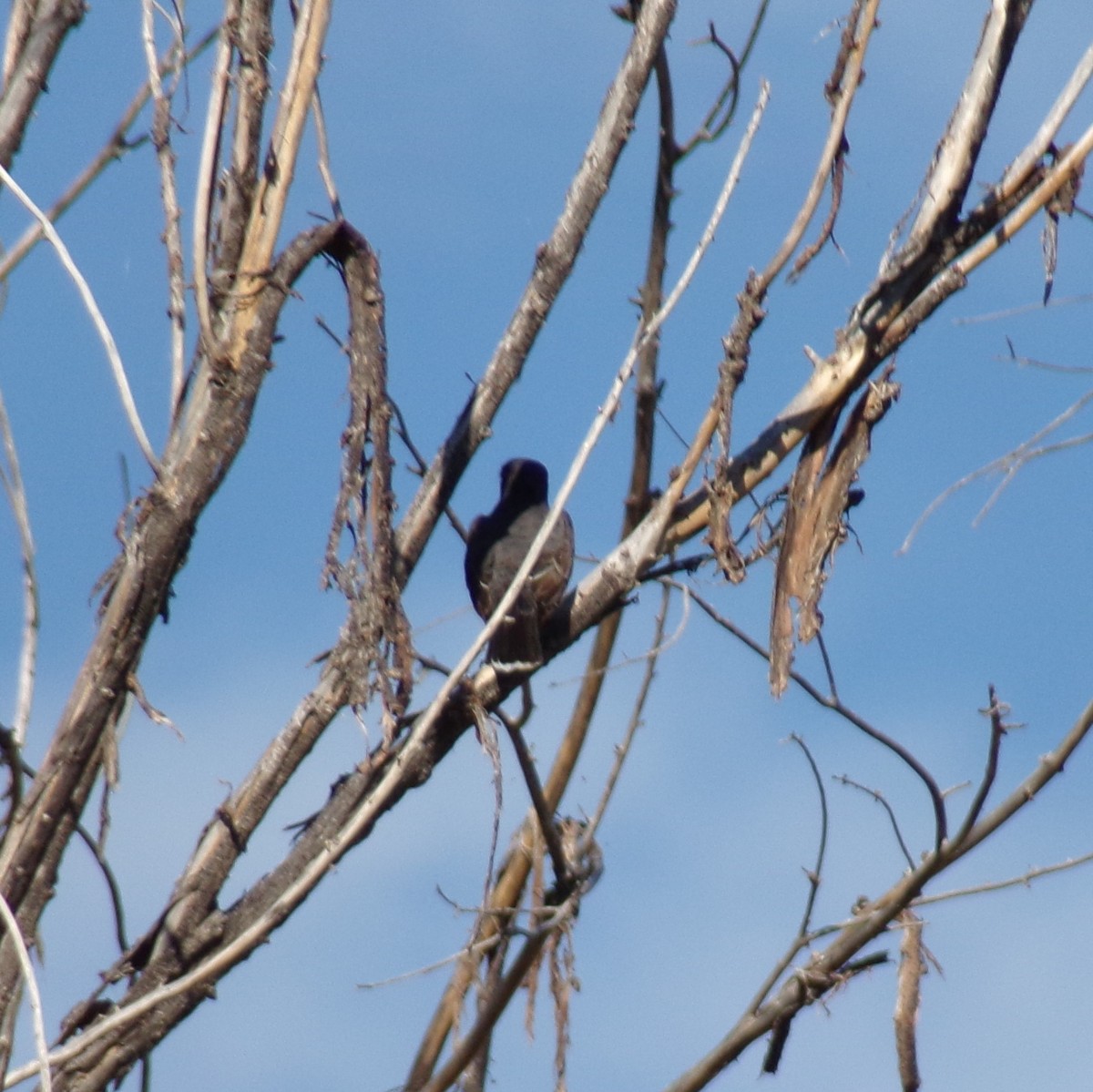 Eastern Kingbird - ML608393891