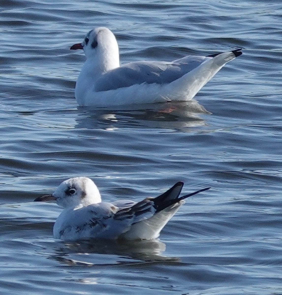 Mouette rieuse - ML608393894