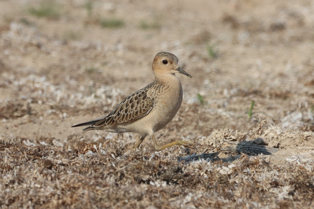 Buff-breasted Sandpiper - ML608394034