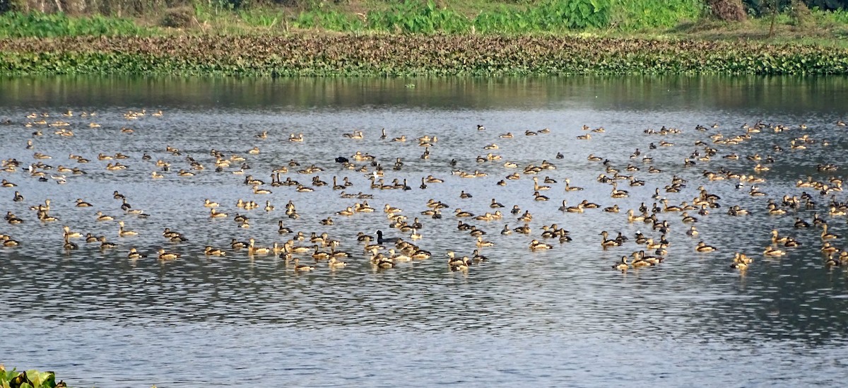 Lesser Whistling-Duck - ML608394054