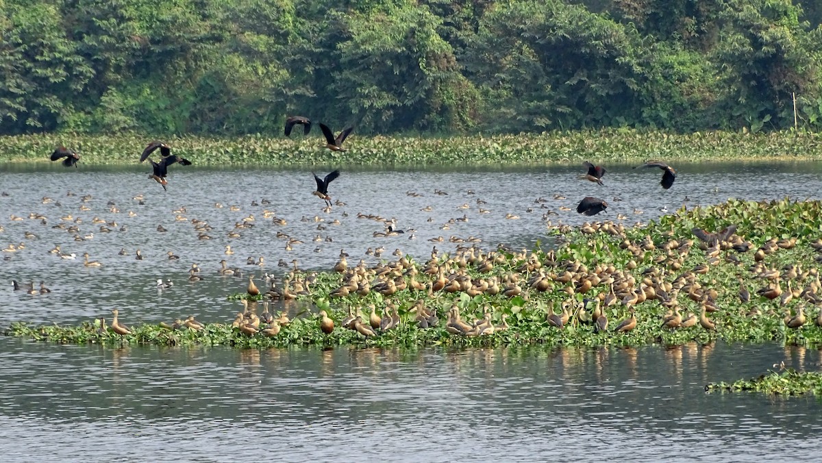 Lesser Whistling-Duck - ML608394055