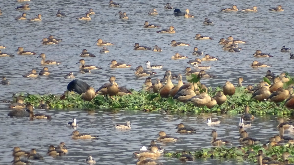 Lesser Whistling-Duck - ML608394076