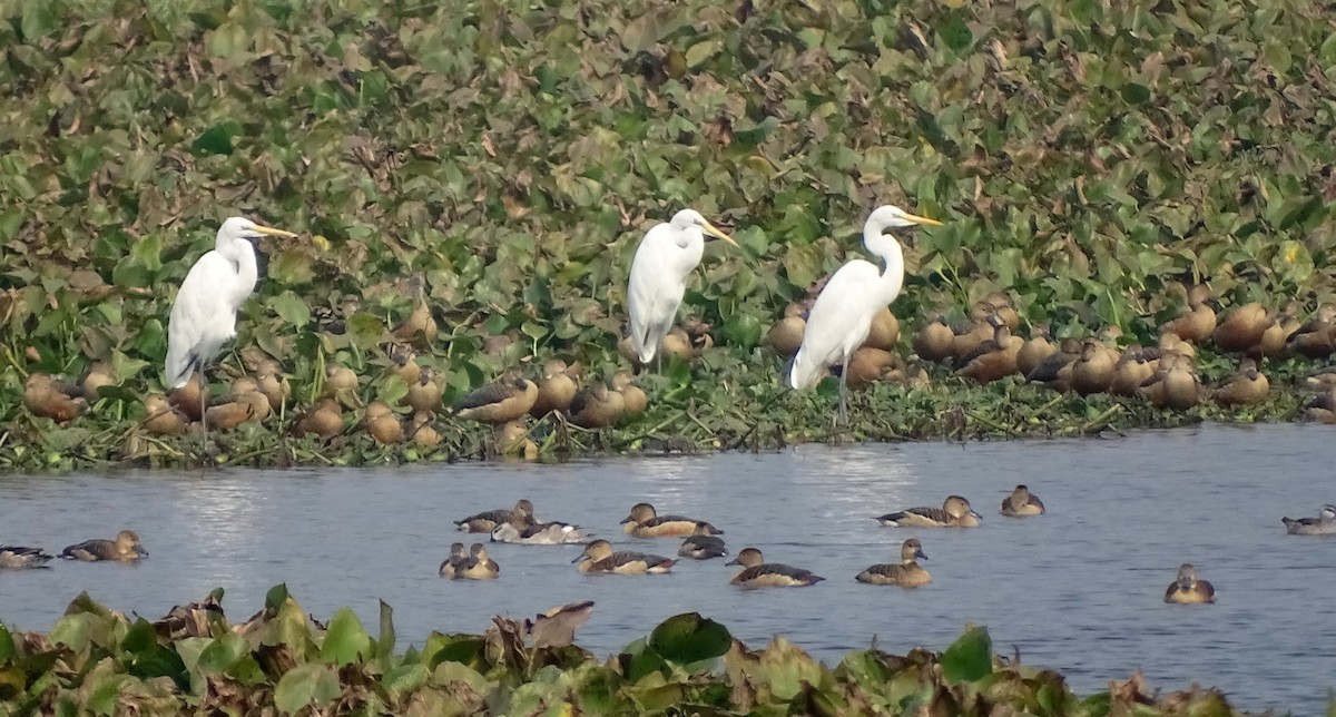 Great Egret - ML608394097