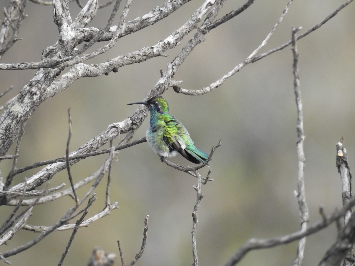 Colibri à ventre blanc - ML608394122