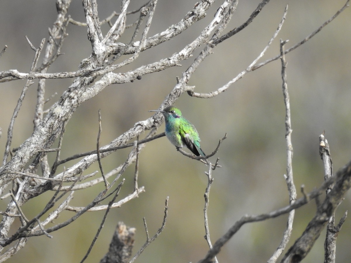 Colibri à ventre blanc - ML608394123