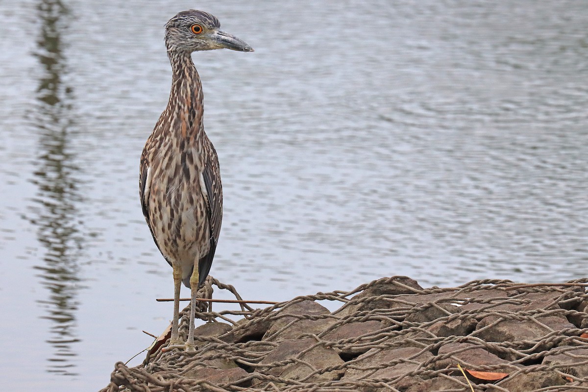 Yellow-crowned Night Heron - Corey Finger