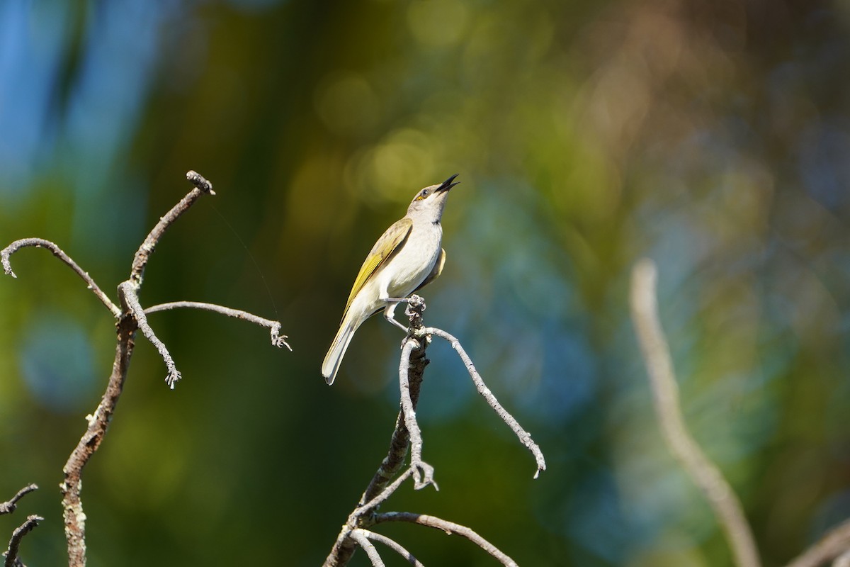 Brown Honeyeater - Jack Tordoff