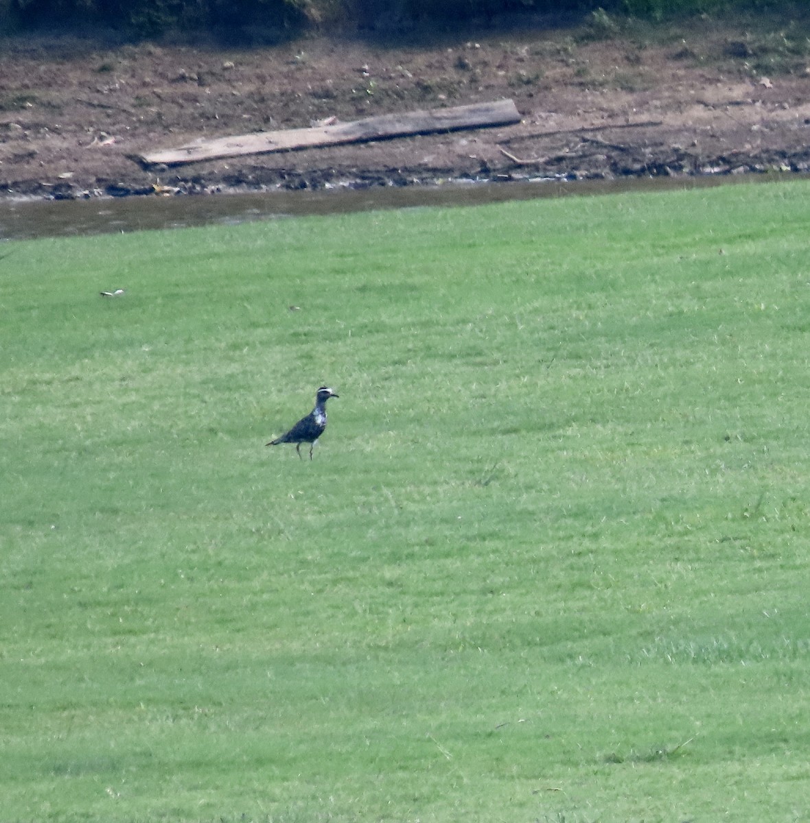 American Golden-Plover - Ezra H