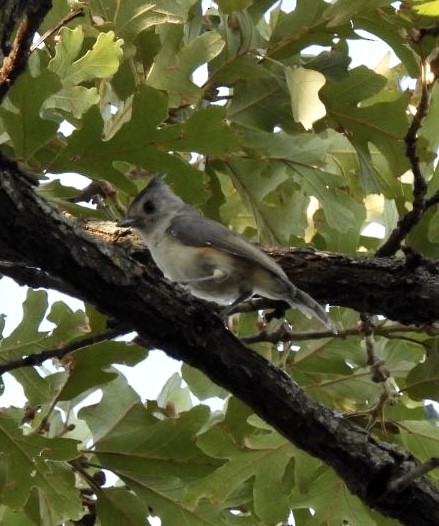 Black-crested Titmouse - ML608394186