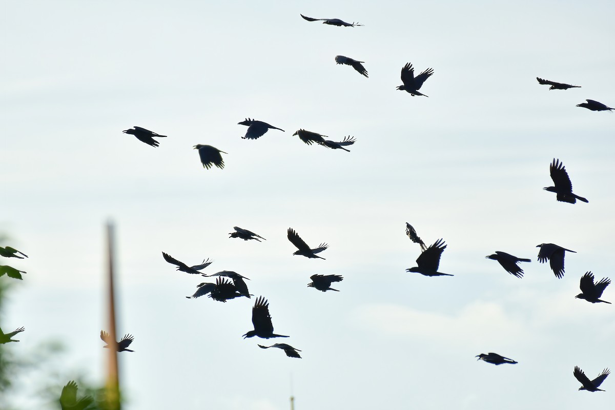 Corbeau à gros bec - ML608394189