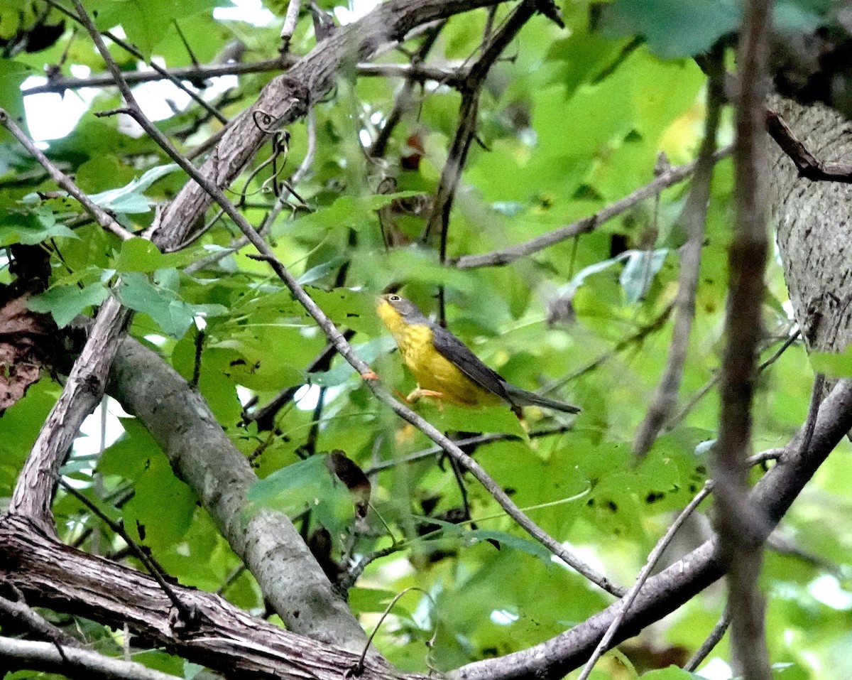 Canada Warbler - ML608394227