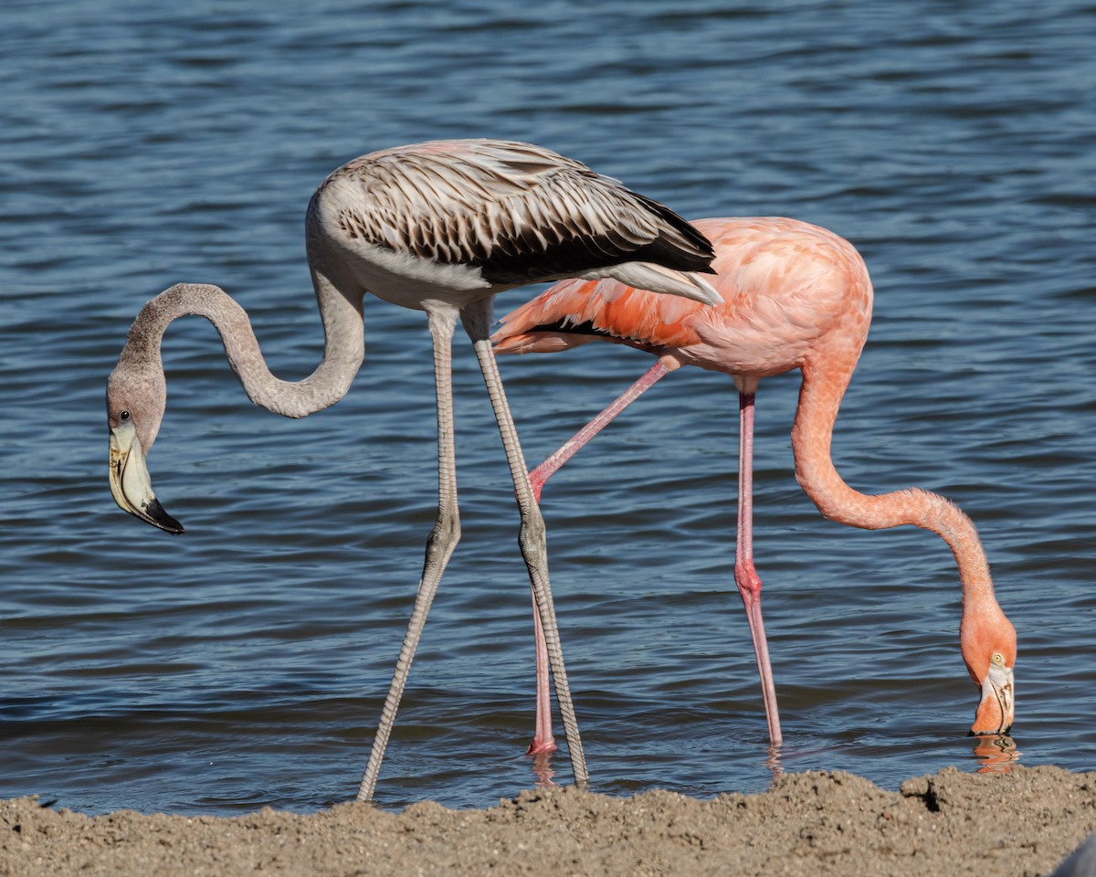 American Flamingo - Cassandre Crawford