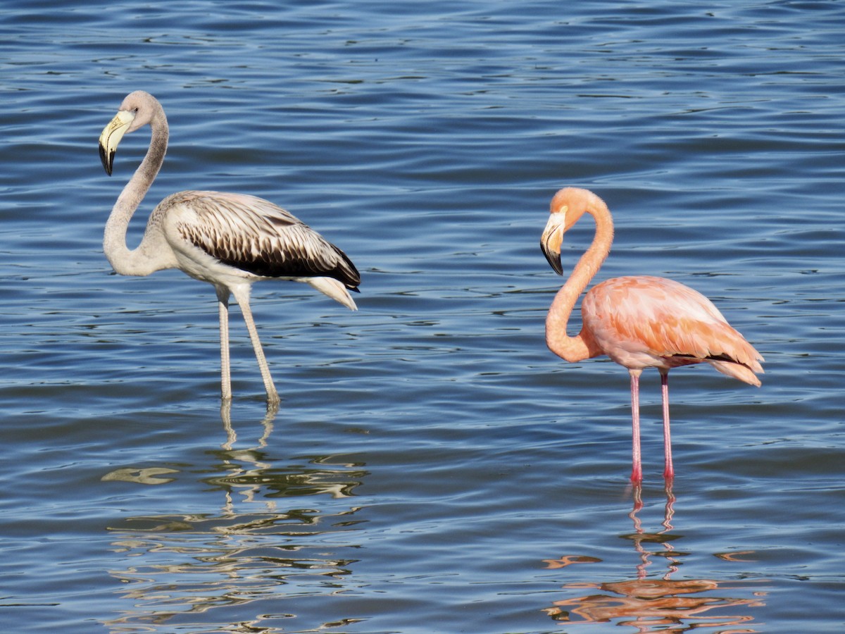Amerika Flamingosu - ML608394381