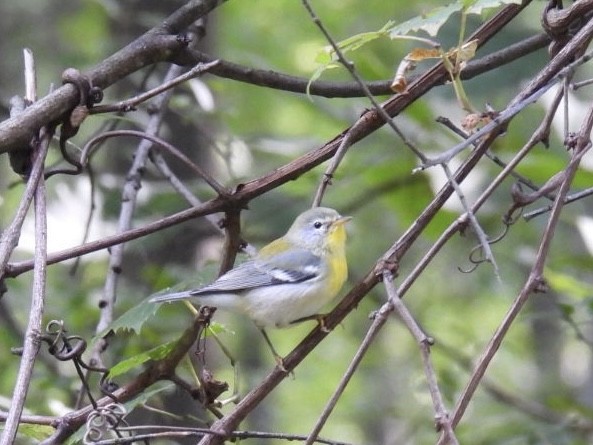 Northern Parula - ML608394393